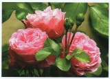 Moldova 2018, Flora, Trandafiri, carte postala