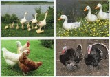 Moldova 2018, Fauna, Pasari domestice, carte postala, Necirculata, Printata