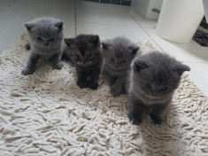 British Shorthair Blue foto