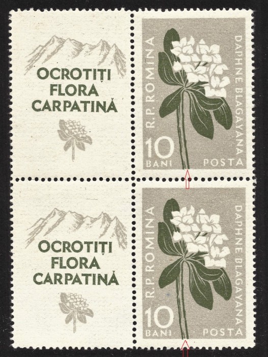 VARIETATE-PERECHE CU VIGNETA-- FLORA CARPATINA --TIPAR DEPLASAT --1957-- MNH