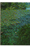 CPI B 10603 CARTE POSTALA - BAILE 1 MAI, REZERVATIA NATURALA DE LOTUS