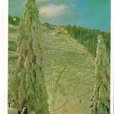 CPI B 10694 CARTE POSTALA - POIANA BRASOV. PEISAJ DE IARNA