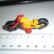 bnk jc Kinder - Motocicleta SE 054