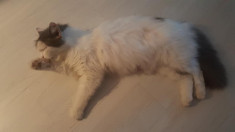 Sissi - pisicuta pufoasa pentru adoptie foto