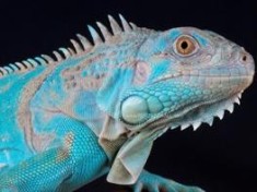 Iguana albastra (Iguana iguana Blue) foto