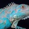 Iguana albastra (Iguana iguana Blue)