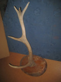 Corn Panoplie Nr. 2, 50cm Lungime, 35cm Latime - Colectie Decorativa cu Defecte Minore