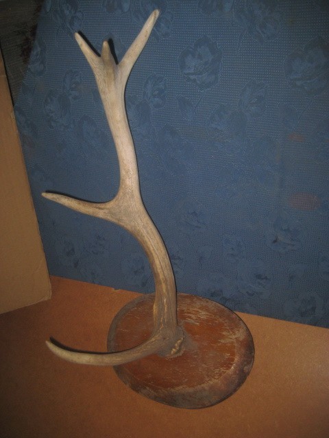 Corn panoplie nr. 2. Lungime 50 cm, latime intre beate 35 cm.