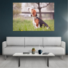 Tablou Canvas Beagle, Dimensiunea 70 x 45 cm foto