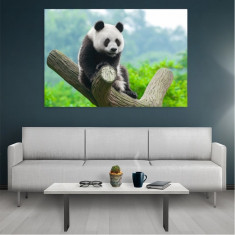 Tablou Canvas Panda, Dimensiunea 80 x 50 cm foto