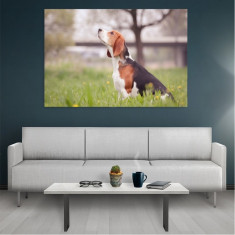 Tablou Canvas Beagle, Dimensiunea 80 x 50 cm foto