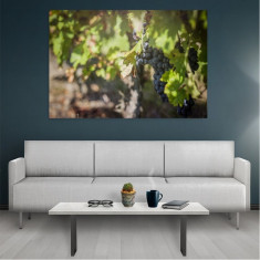 Tablou Canvas Grapes, Dimensiunea 80 x 50 cm foto