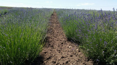 Buchete de lavanda si saculeti ornamentali foto