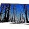 Display LED Laptop 11.6 HD LTN116AT01-201 40 pini Fara defecte Livrare gratuita!