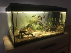 Acvariu 60L complet foto
