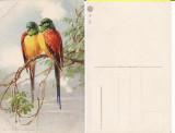 Ilustratori - Pasari, papagali-Catharina Klein, Necirculata, Printata