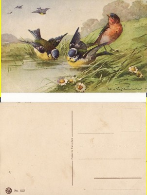 Ilustratori - Pasari -Catharina Klein foto