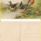 Ilustratori - Pasari -Catharina Klein