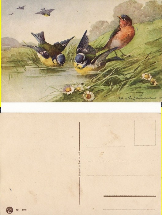 Ilustratori - Pasari -Catharina Klein