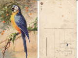 Ilustratori - Pasari, papagali-Catharina Klein, Necirculata, Printata