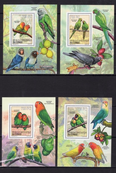 DR CONGO 2012 PASARI PAPAGALI