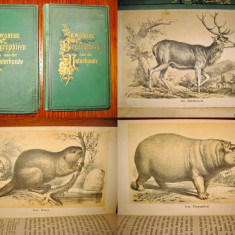 Set 2 volume Biografia Stiintelor Naturii-A.W.Grabe-Stuttgart 1877-1878.