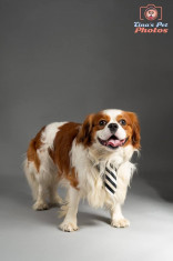 Cavalier King Charles Spaniel foto