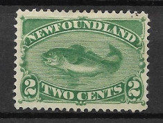 Newfoundland 1880 foto