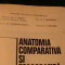 ANATOMIA COMPARATIVA SI TOPOGRAFICA A ANIMALELOR DOMESTICE-EUSEBIU PASTEA-