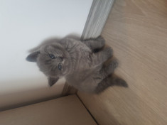 pisicute british shorthair foto