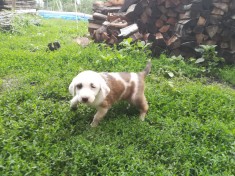 Pui Metis Saint Bernard - Ciobanesc Carpatin de Bucovina foto