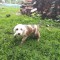 Pui Metis Saint Bernard - Ciobanesc Carpatin de Bucovina