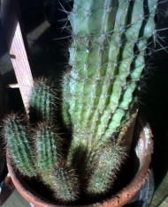 doi pui cactus foto