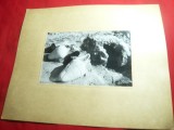 Fotografie de Expozitie de Bujor Expectatus 1958-Amfore la gura cotlon.,16x10cm