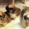 3 Cateluse Shih-Tzu, proaspat intarcate.