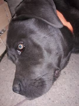 Vand Cane Corso Blue Catea Arhiva Okaziiro
