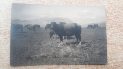 Brasov - Bivoli la pascut. foto