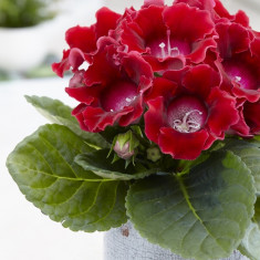 Bulbi de Gloxinia Etoille de Feu foto