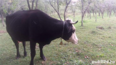 Vaca cu vitel foto
