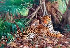 Puzzle Castorland - 3000 de piese - Jaguars in the jungle foto