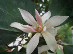 Seminte rare de magnolie Michelia Mcclure Dandy 7 seminte foto