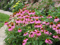 Plante medicinale - echinacea purpurea - seminte foto