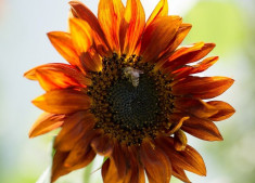 Floarea soarelui decorativa Velvet Queen- Helianthus Annuus foto
