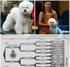 Bichon Frise cu pedigree, microcip si pasaport international foto