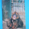 HOPCT 36088 MAIMUTA MANDRIL -ZOO BUCURESTI -NECIRCULATA