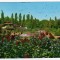 BUCURESTI GRADINA BOTANICA CIRCULAT 1966