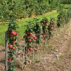 Pomi fructiferi columnari foto