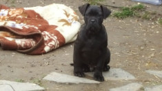 Vand catel cane corso foto