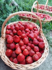 Stoloni de capsuni foto