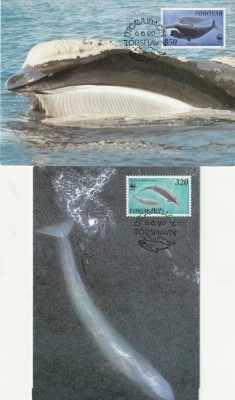 Maxime CM cetacee ,Faroyar. foto